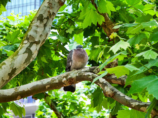 Pigeon on a branch