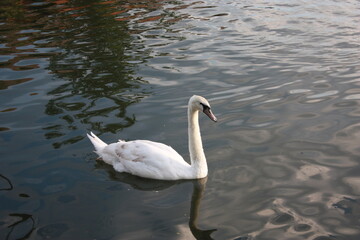 swans on the lake