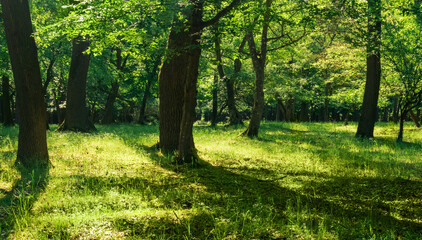 Fototapeta na wymiar landscape in an oak forest on a sunny day