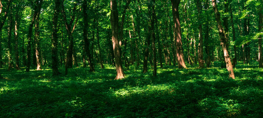 forest landscape, shady temperate broadleaf forest with sun spots on the undergrowth - obrazy, fototapety, plakaty