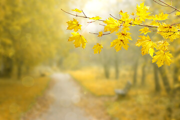 Autumn blurred natural background. Yellow maple leaves in the park. Beautiful seasonal wallpaper.
