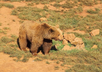 Oso pardo