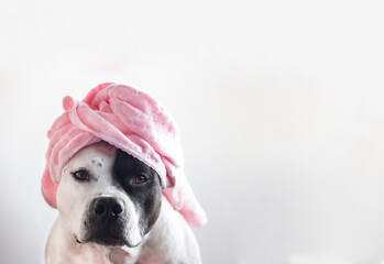 A dog in a bath towel or a hat. Funny American stafford