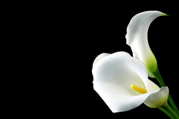 White delicate calla lily flowers on black background, condolence flower festive card, funeral...