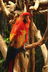 Guacamayo