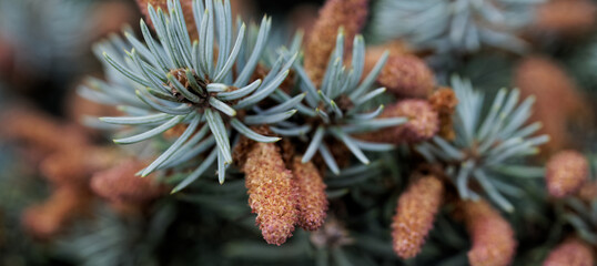 Young shoots - buds of cones and needles on blue Canadian spruce. Selective focus. Close-up.