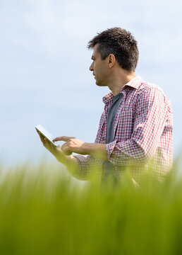 Farmer standing in wheat field in spring