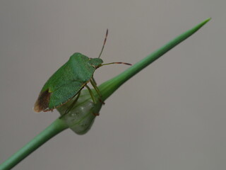 Grüne Stinkwanze