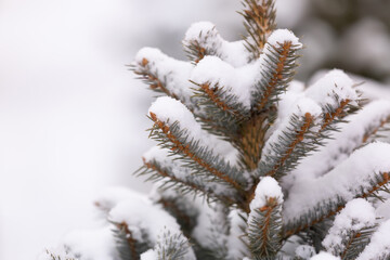 Winter fir pine needles background. Fresh juicy foliage in the snow. White forest background of fir tree branches. Perfect for Christmas and New Year design