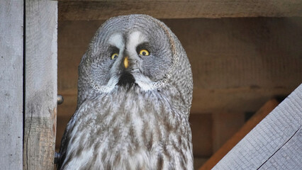 Fototapeta premium Great Gray Owl Face in Bielefeld Germany