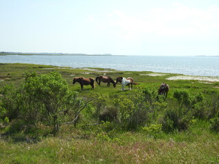 Wild horses enjoying a sunny, summer day on the bayside of Assateague Island, in Worcester County, Maryland.