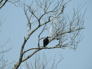 A black vulture perched in a tree, under a blue sky, on Assateague Island, Worcester County, Maryland.