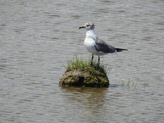 A seagull perched on a clump of grass in a marsh on Assateague Island, Worcester County, Maryland.