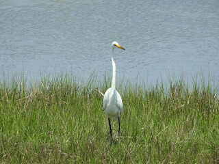 A great white egret enjoying a beautiful summer's day in the marshland habitat on Assateague Island,  in Worcester County, Maryland.