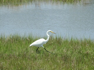 A great white egret enjoying a beautiful summer's day in the marshland habitat on Assateague Island,  in Worcester County, Maryland.