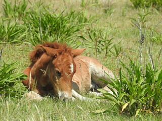 A baby wild horse, young foal resting in the cool grass, on a warm summer's day, on Assateague Island, in Worcester County, Maryland.