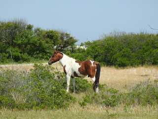 Naklejka na ściany i meble A wild painted horse living on Assateague Island, in Worcester County, Maryland.