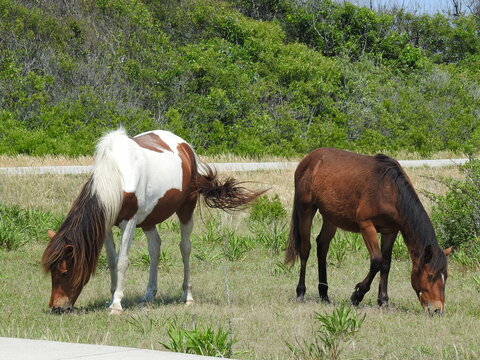 Wild horses grazing on the green grass growing on Assateague Island, in Worcester County, Maryland.
