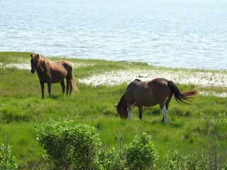 Wild horses enjoying a sunny, summer day on the bayside of Assateague Island, in Worcester County, Maryland.