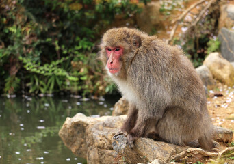 Naklejka na ściany i meble A monkey relaxing on a rock up Iwata mountain in Kyoto, Japan