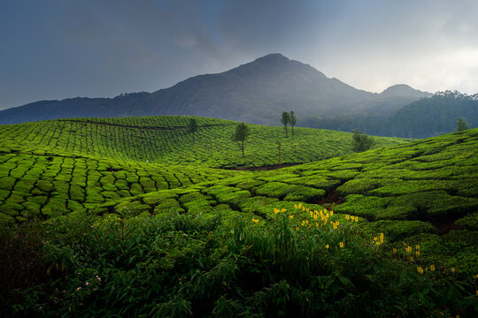 Beautiful view of Tea plantations in Munnar, Kerala, India