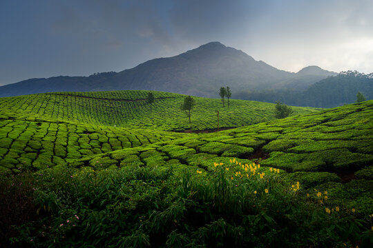 Kerala Nature Rain Forest The Best HD wallpaper  Pxfuel