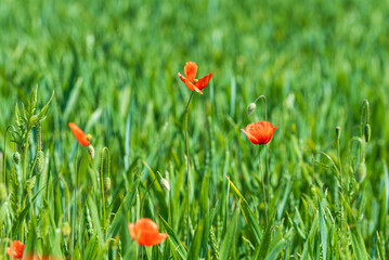 Beautiful field of red poppies in summer day, Latvia. Selective focus.