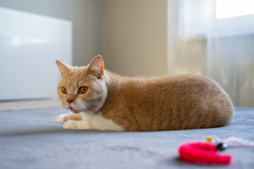 Kot bawi się na łóżku zabawką dla kotów. - obrazy, fototapety, plakaty