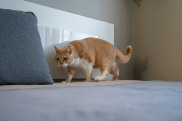 Brytyjski kot skrada się na łóżku.  - obrazy, fototapety, plakaty