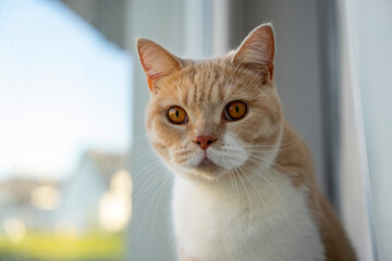 Kremowy kot Brytyjski siedzi na parapecie i spogląda przez okno.  - obrazy, fototapety, plakaty