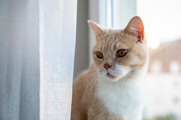 Kremowy kot Brytyjski siedzi na parapecie i spogląda przez okno. 
