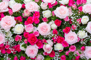 Backdrop of roses, Flowers wall background, Wedding decoration. Natural flowers wall background.