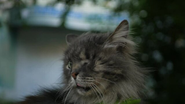 Grey kitten in green collar with only one eye looking eagerly at people. Close up of handicapped one-eyed cat with perked ears outside. Unfortunate kitty with missing eye playing despite injury
