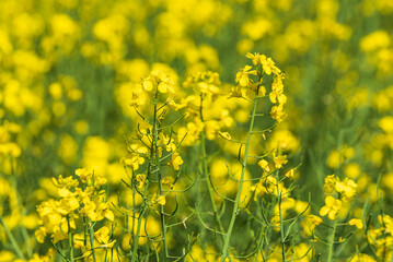 Close up blooming yellow rape, rapeseed, canola.