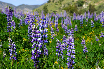 Purple Mountain Lupine Growing in the California Hills