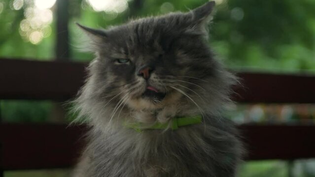 Close up of poor grey one-eyed cat with tongue out not showing any emotions. Old emotionless stray cat with one eye ignoring everything around. Kitten with missing eye sadly staring into the camera
