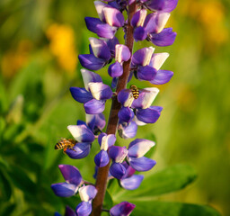 Purple Mountain Lupine Growing in the California Hills