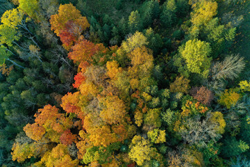Aerial shot of the colourful trees of the forest looking downward © Matt