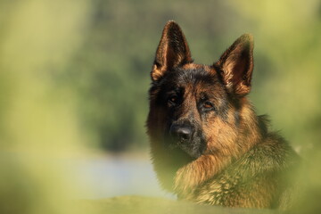 german shepherd dog portrait