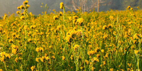 Beautiful Yellow Dragon Wildflower Flowers in a California Meadow
