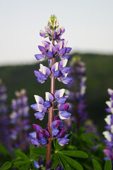 Purple Mountain Lupine Growing in the California Hills