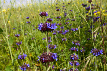 Purple Salva in a Springtime California Desert