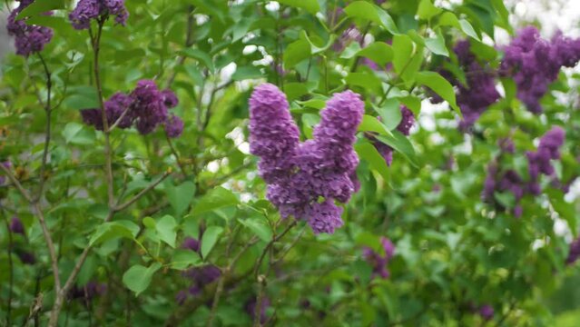 UHD footage of beautiful purple lilac flower swaying in the wind on a bright sunny day. Close up of delicate violet lilac blossom caressed by summer breeze. Calming purple flora rocking in the wind
