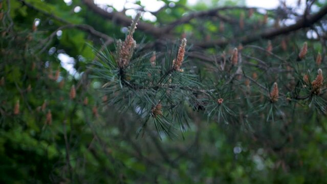 Close up of beautiful little pine buds swinging in the forest outdoors. Green pine twig with young cones and needles in middle of quiet dreamy forest. Dark green Pinus sylvestris blossom with cobwebs
