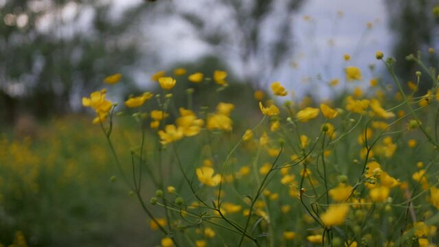 Close up of white delicate feminine hands gathering beautiful yellow wildflowers for bouquet. Caucasian woman picking small lemon-colored flowers in midst of nature. Collecting yellow blooming flora
