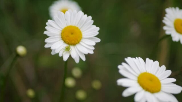 Close up of small green spider sitting on a beautiful white camomile flower rocking in the wind. Couple of Chamaemelum Nobile flowers calmly swaying in summer breeze. Insect relaxing on flower outdoor