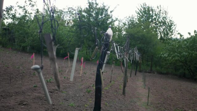 Row of scarecrows spinning and swaying in wind on empty garden. Sticks and rods used to protect agriculture and crops from birds and pests. Villagers defending their harvest with hand-made alarms
