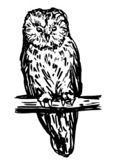 Ural owl realistic sketch. Bird wild animal. Hand drawn vector illustration. Retro style clipart isolated on white background.