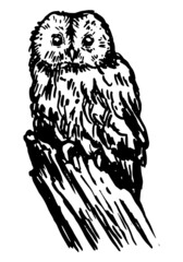 Tawny owl realistic sketch. Bird wild animal. Hand drawn vector illustration. Retro style clipart isolated on white background.
