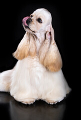 Puppy American cocker spaniel on black background
